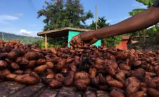 卫星数据帮助打击可可助长的森林砍伐