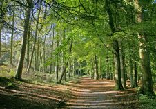 林业委员会使用航空摄影创建森林和林地地图