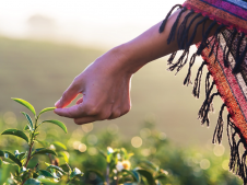 主要国际捐助者资助新的卡达斯塔项目