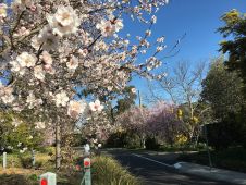 用机载激光雷达绘制堪培拉的树冠