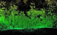 布鲁斯基和莱切斯特大学利德尔的伴侣详细树分析