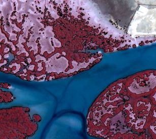 TCarta Delivers Satellite-derived Mangrove Health Assessment to Abu Dhabi
