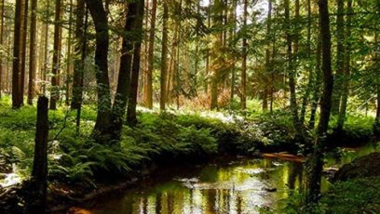 Brandenburg Forest Office Selects SuperSurv for Forest Conservation